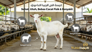 Sehat, Utuh, Bebas Cacat Fisik & Penyakit